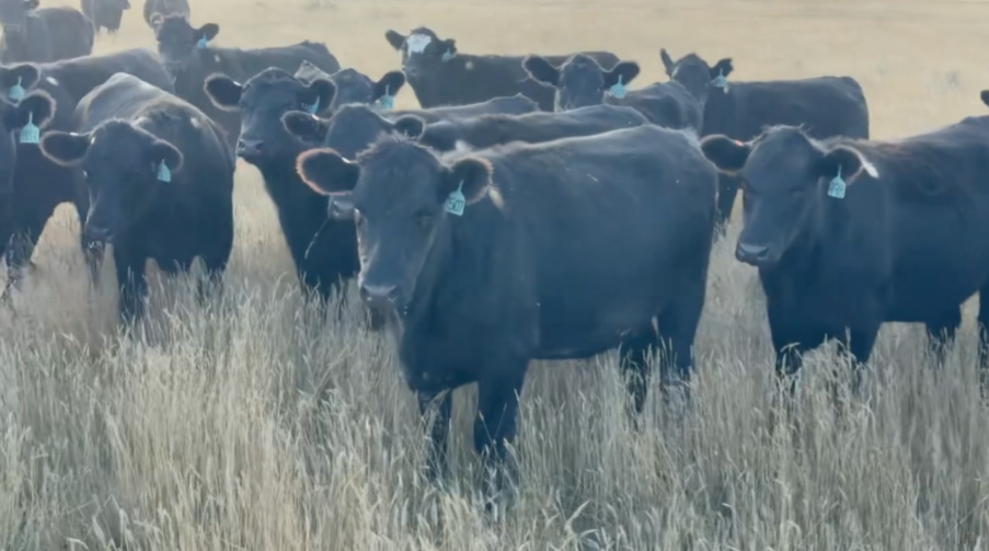 Spectacular Northern heifers! 925-975lbs – Your choice between March & April calvers! BH924A5